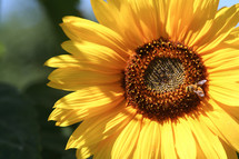 Close-up of a sunflower with a bee.