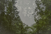 trees in foggy forest 