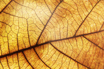 Veins pattern of an autumn leaf