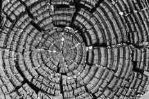 cracks in a wood tree stump