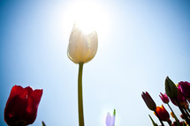 sunlight shining on a white tulip