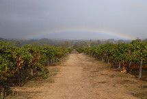 rainbow over a grape vineyard