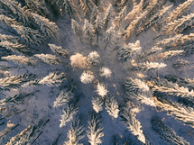 aerial view over a snowy pine forest 