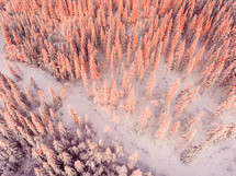 aerial view over snow in a pine forest 