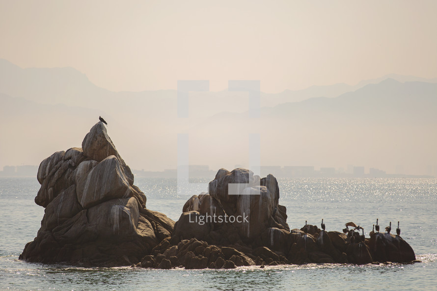 pelicans on rocks 