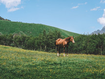 Horse in the Summer Mountains