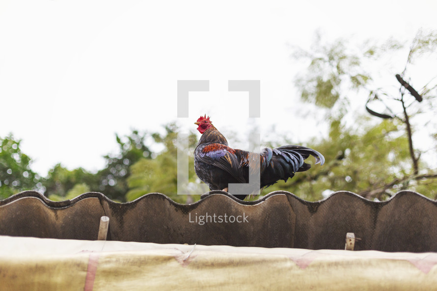 rooster on a rooftop 