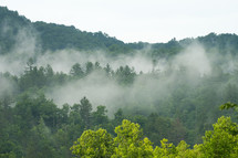 fog and low clouds over a forest 