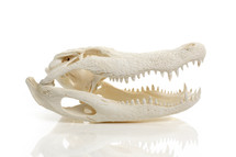 alligator skull 