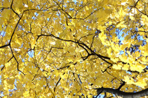 Golden maple leaves in autumn.