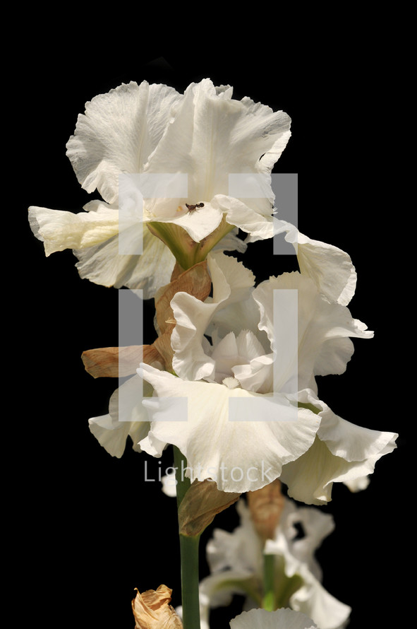 White Iris 