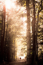 A walk to remember. A little girl walks out of a dark forest into the light.
