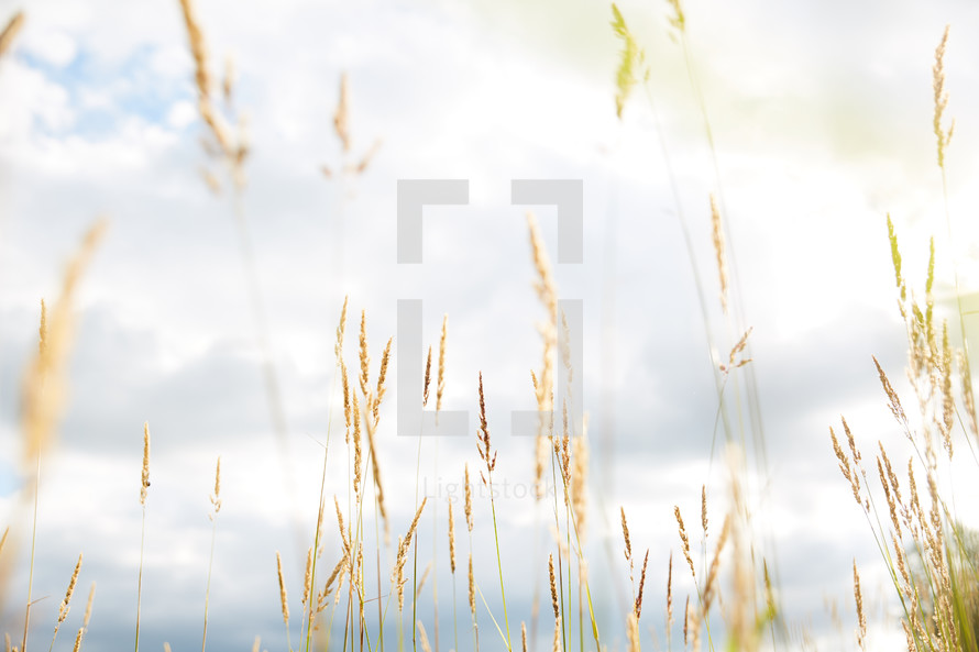 wheat grains against the sky 
