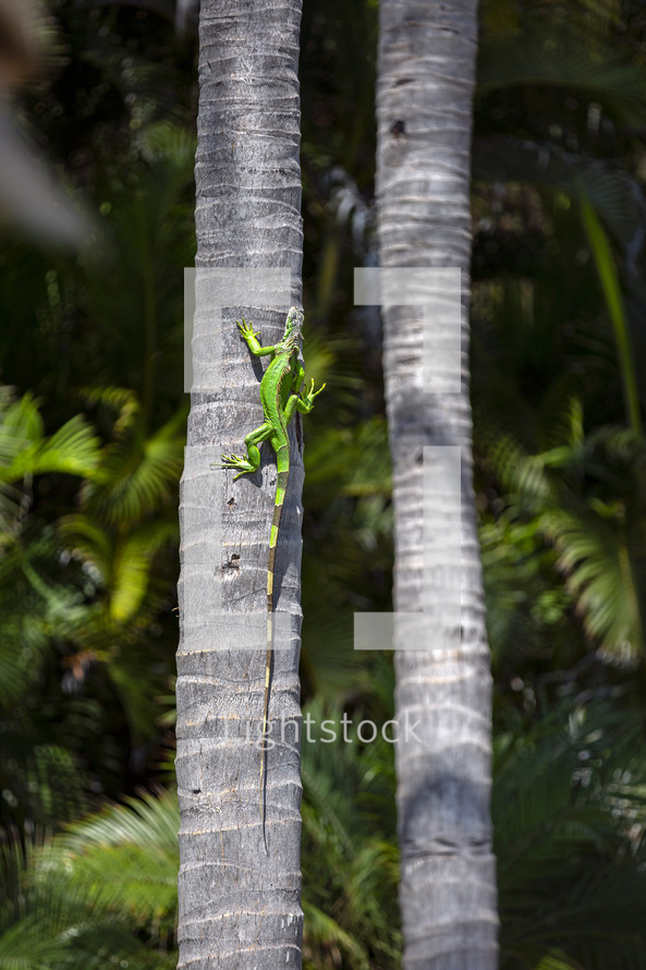 iguana on a palm tree 