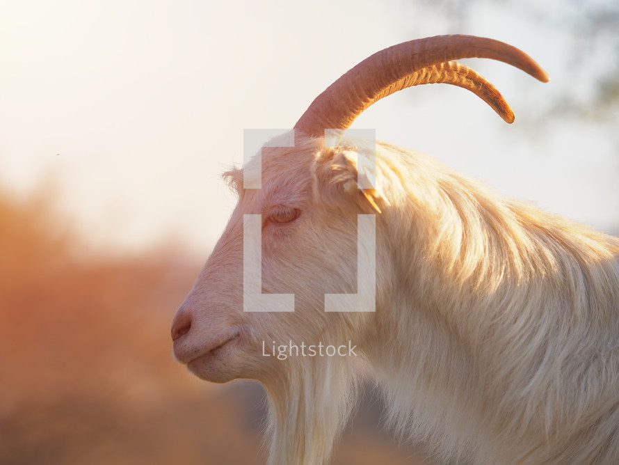 billy goat 