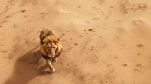 A lion prowling the desert. AI generated image.The sluggard says, "There is a lion outside! I shall be killed in the streets!" Proverbs 22:13