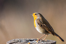 Erithacus rubecula or petirrojo europeo with copy space for text
