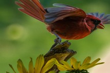 red male cardinal 