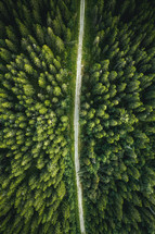 aerial view over an evergreen forest 