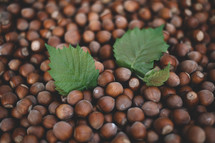 Hazelnut background with green leaf