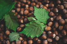 Hazelnut background with green leaf