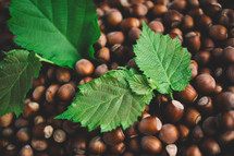 Hazelnut background with green leaf