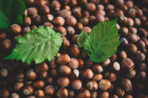 Hazelnut background with green leaf