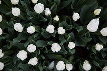 white tulips 