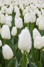 white tulips 