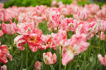 fancy pink tulips 