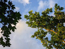 Green leaves and blue sky