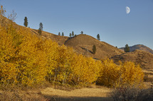 hills with fall trees 