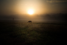 grazing horse at sunrise 