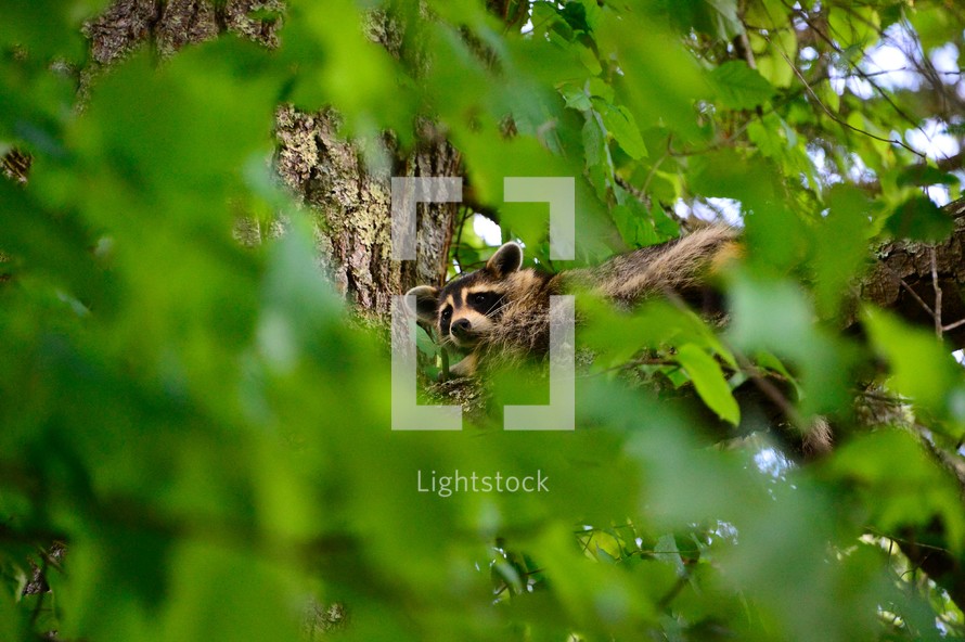 raccoon in a tree 