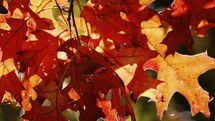 autumn oak leaves 