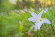 Wild Lily in woods, Piedmont of North Carolina
