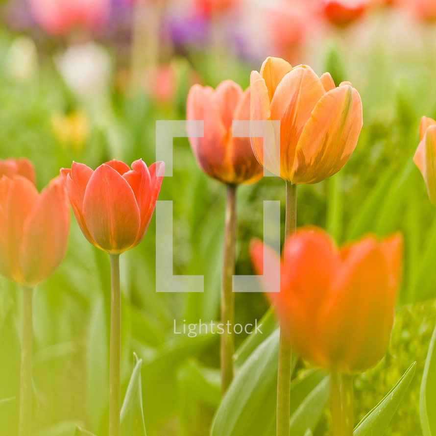 field of tulips 