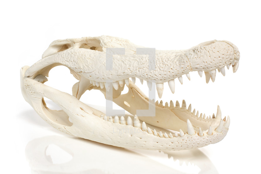 alligator skull 