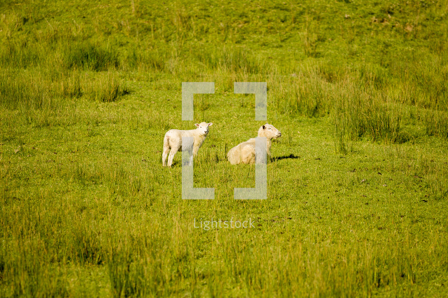 sheep resting in a pasture 