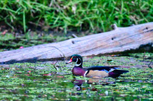 Wood Duck on a farm pond, Piedmont of North Carolina