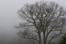 winter tree in dense fog 