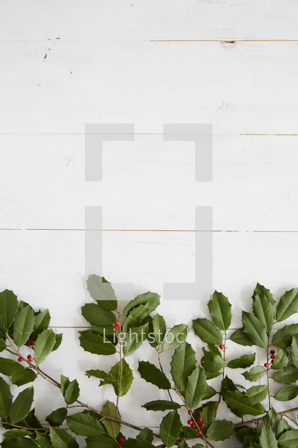 holly on a white wood background 