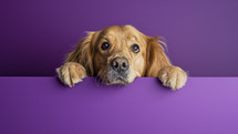 Adorable golden retriever peeking over a purple surface with a curious and endearing expression.