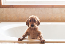 Cute Puppy Bewildered in Bath