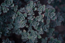 leaves of a succulent plant 