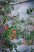 orange flowers on a vine 
