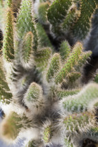 spiny cactus 