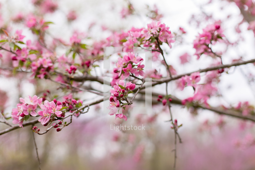 pink spring blossoms  
