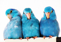 A  group of Pacific Blue Parrotlet brothers and sisters sit together in a row against a white background relaxing together. These birds were born at the same time so bond since birth and stay best friends for life.