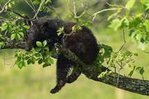 A Black Bear Cub sleeping in a tree